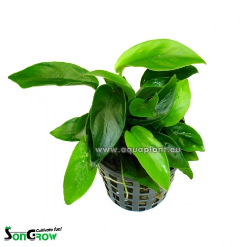 Anubias bonsai  in pot